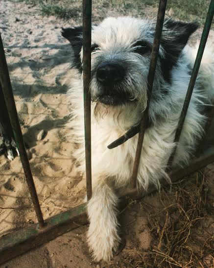 Trefniś