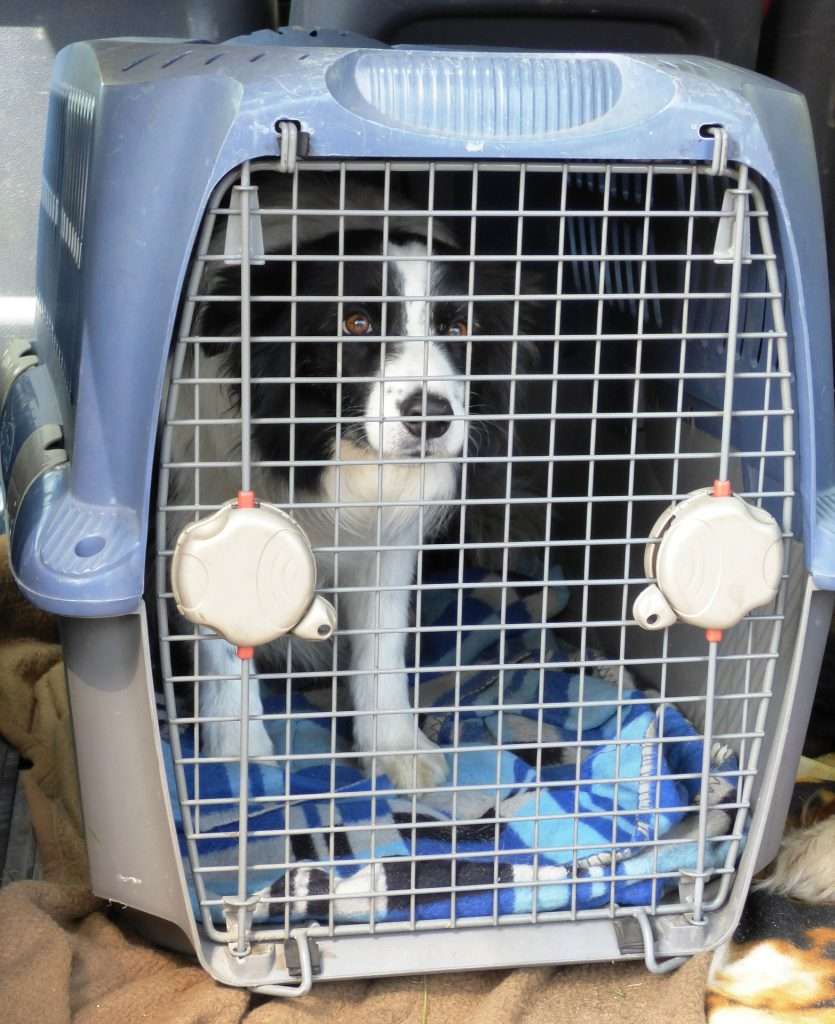 pies w transporterze