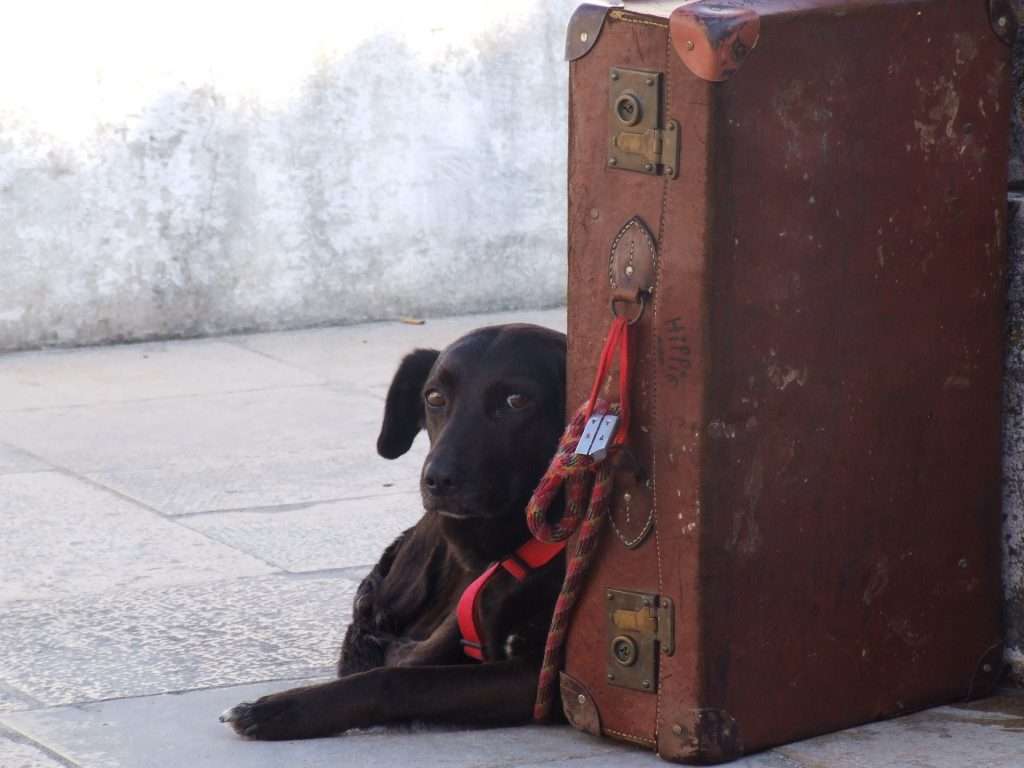 pies z bagażem