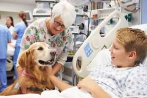 Pies w szpitalu w odwiedzinach