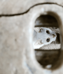 kocie ciekawostki - kot wyglądający z dziury