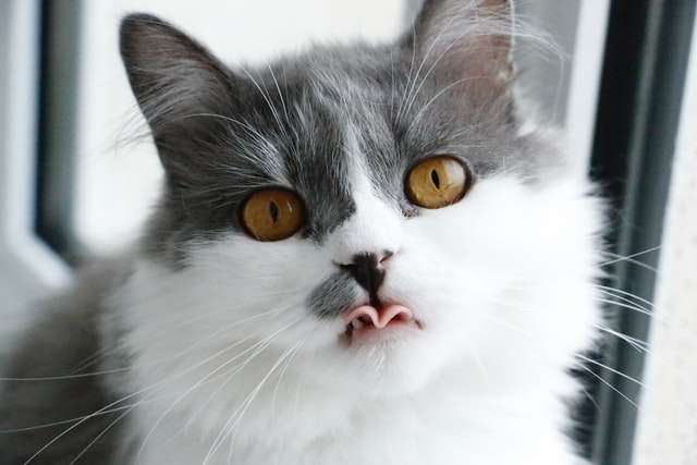 Kot z językiem na wierzchu