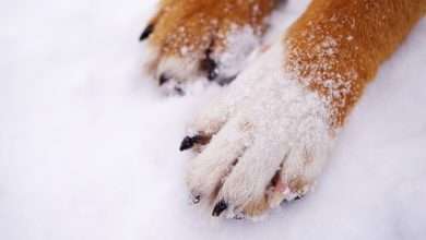 psie łapki zimą na śniegu