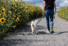 Jak spacerować z psem?