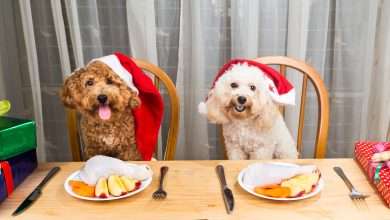 Nie wszystkie potrawy ze świątecznego stołu, są zdrowe dla naszych czworonogów