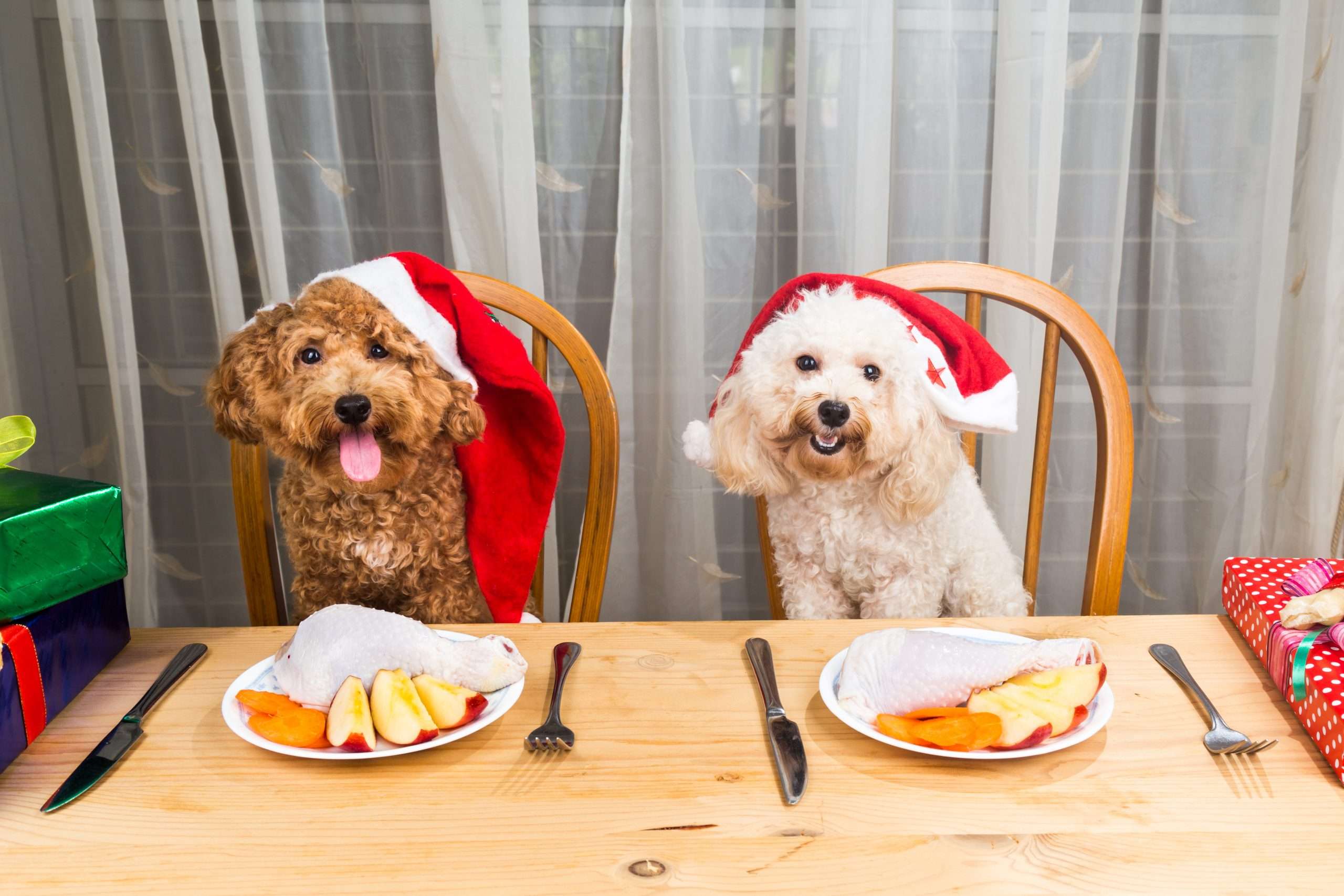 Nie wszystkie potrawy ze świątecznego stołu, są zdrowe dla naszych czworonogów