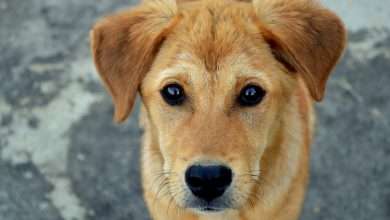 2023 r. wymusi nowy obowiązek na właścicielach psów?