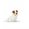 Royal Canin Jack Russell Terrier Junior 1,5kg