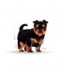 Royal Canin Yorkshire Terrier Junior 0,5kg