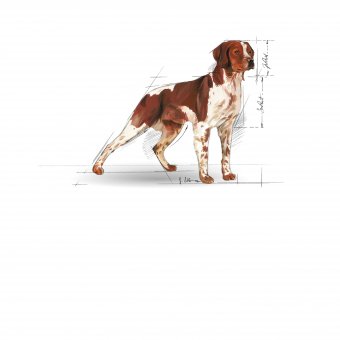 Royal Canin Medium Adult 15kg