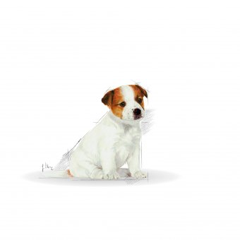 Royal Canin Jack Russell Terrier Junior 0,5kg