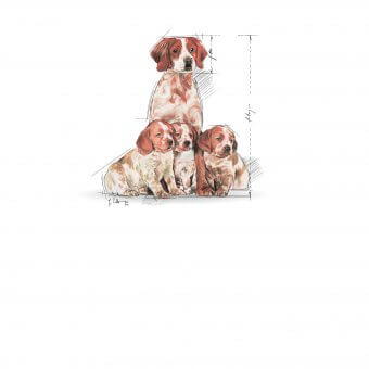 Royal Canin Medium Starter Mother & Babydog 12kg