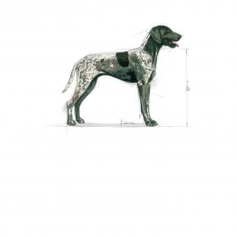Royal Canin Maxi Sensible 15kg