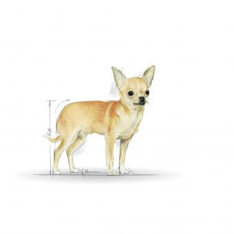 Royal Canin Chihuahua Junior 0,5kg