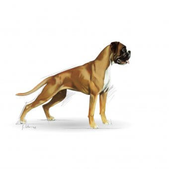 Royal Canin Boxer Adult 12kg