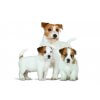 Royal Canin Mini Starter Mother & Babydog 1 kg