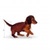Royal Canin Dachshund Junior 1,5kg
