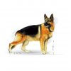 Royal Canin German Shepherd Adult 12kg