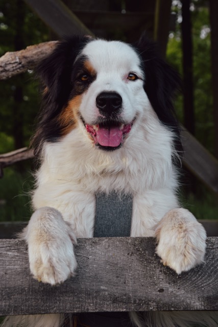 Bilbo